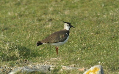 Winter Walks and Birdwatching at North Wales Holiday Park