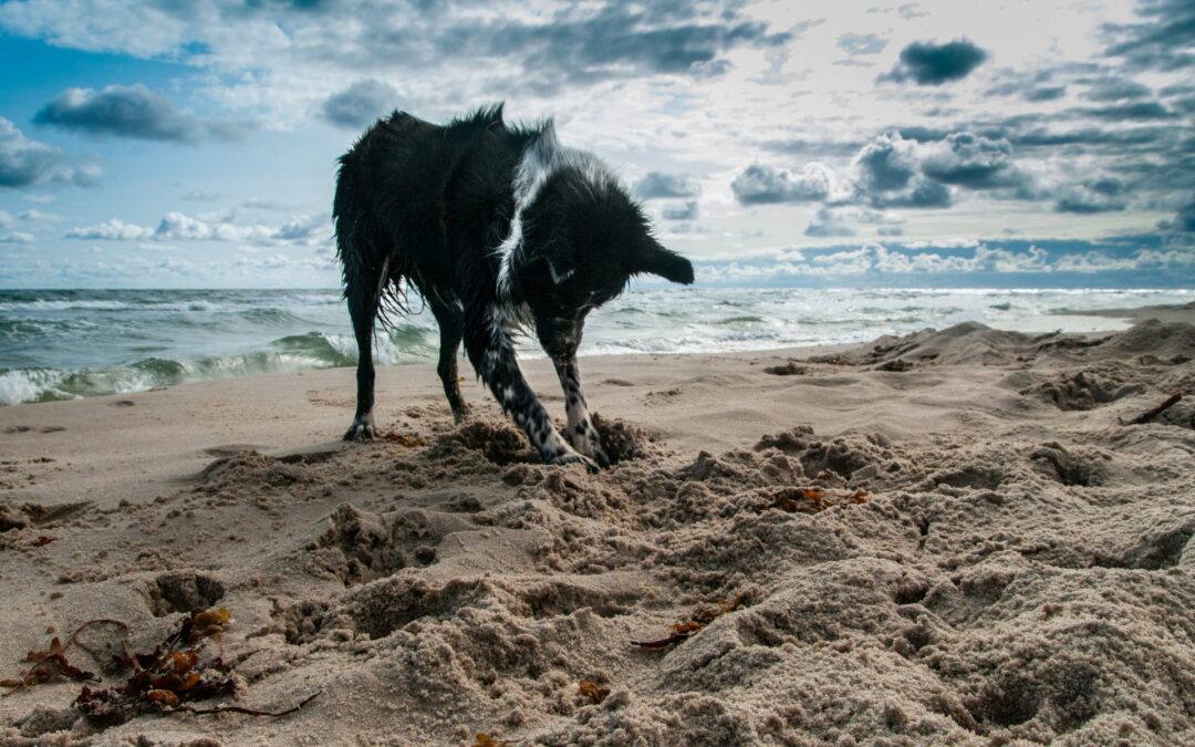 Dog Friendly Summer Beaches on the Llyn Peninsula