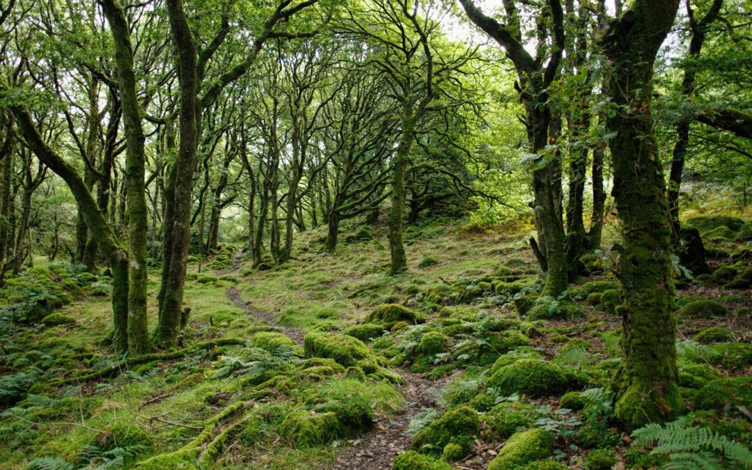 5 Picturesque Woodlands to explore near Caernarfon